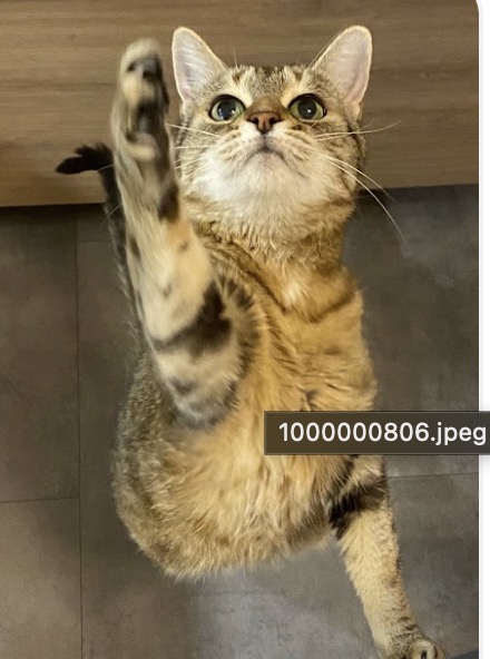 Le chat de Louise
